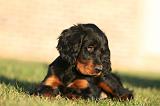 SETTER GORDON 027